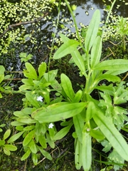 Myosotis laxa