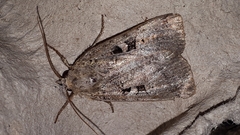 Xestia normanianus