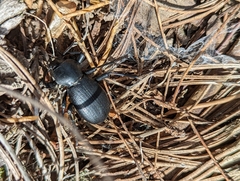 Coelocnemis dilaticollis