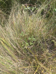 Muhlenbergia