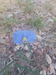 Commelina erecta