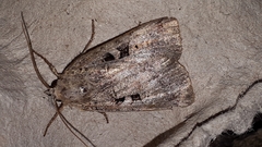 Xestia normanianus