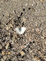 Heliopetes ericetorum