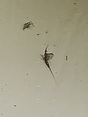 Hexagenia bilineata