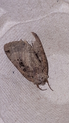 Xestia normanianus