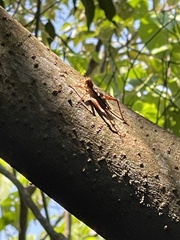 Cardiodactylus guttulus