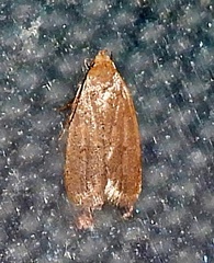 Inga obscuromaculella