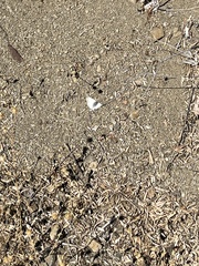 Heliopetes ericetorum