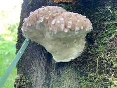 Fomitopsidaceae