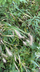 Elymus canadensis