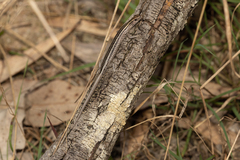 Cryptoblepharus pulcher