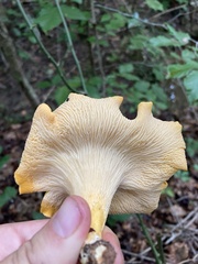 Cantharellus
