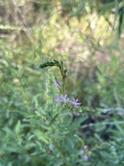 Oenothera curtiflora