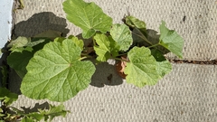 Alcea rosea