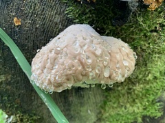 Fomitopsidaceae