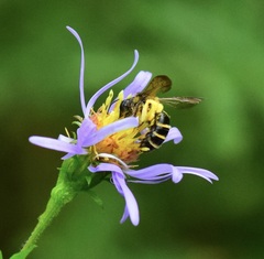 Andrena robervalensis