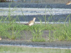 Tringa flavipes