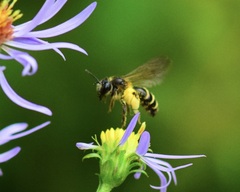 Andrena robervalensis