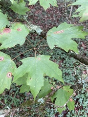 Acer floridanum