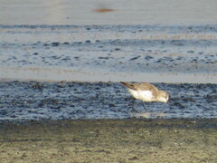 Calidris mauri