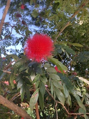 Calliandra haematocephala