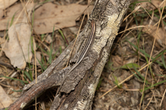 Cryptoblepharus pulcher