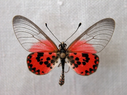 Acraea ranavalona