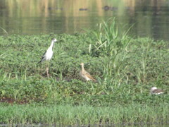 Bartramia longicauda