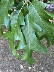 Quercus falcata