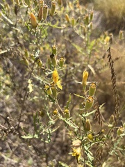 Mentzelia multiflora