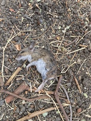 Peromyscus sonoriensis