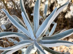 Salvia apiana