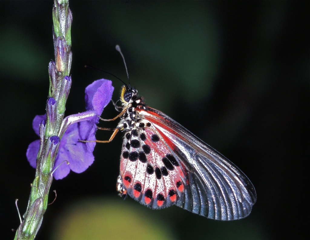 Acraea ranavalona