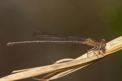 Ceriagrion aeruginosum