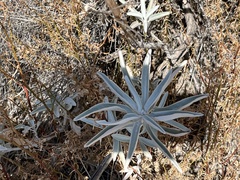 Salvia apiana
