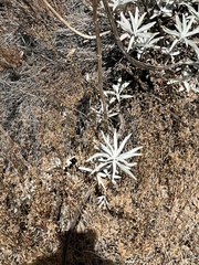 Salvia apiana