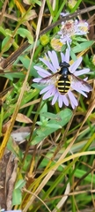 Sericomyia chalcopyga