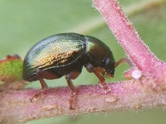 Brachypnoea