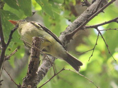 Empidonax flaviventris
