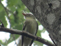 Empidonax flaviventris