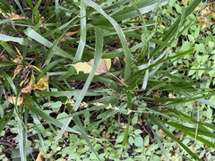 Diarrhena obovata