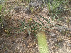 Asclepias involucrata