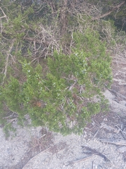 Juniperus ashei