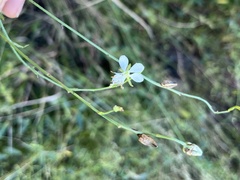 Oenothera podocarpa