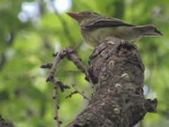 Empidonax flaviventris