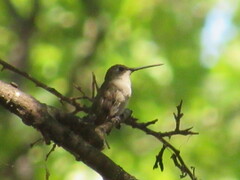 Archilochus alexandri