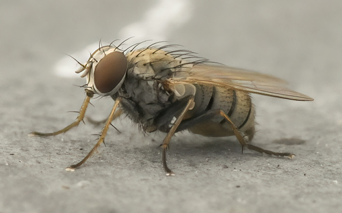 Coenosia attenuata