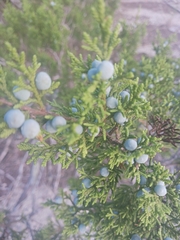 Juniperus ashei