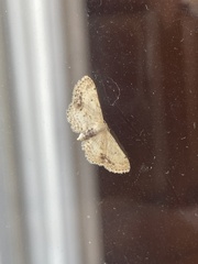 Idaea dimidiata