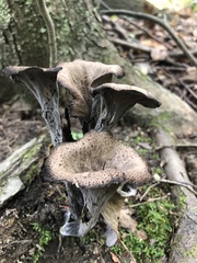 Craterellus fallax